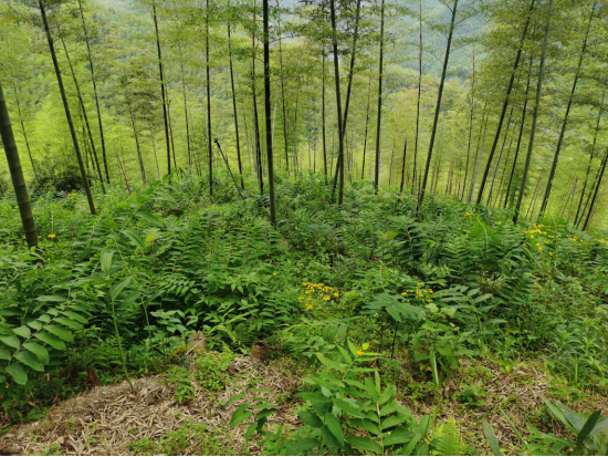 怎么种植黄金_黄金种植致富方法_致富种植黄金方法有哪些