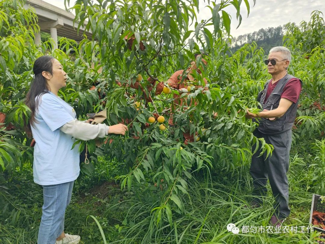 致富种植黄金方法有哪些_黄金种植致富方法_致富种植黄金方法视频