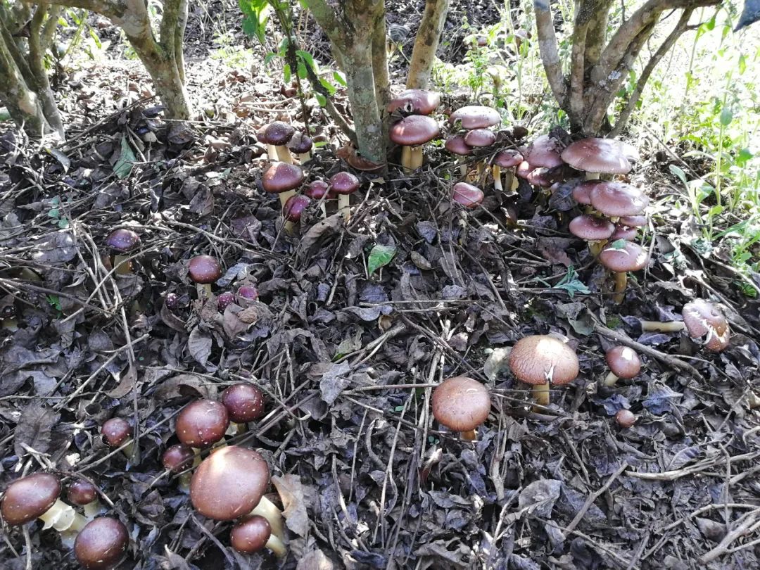 农村致富种植_致富伞种植绿色植物_绿色种植致富伞