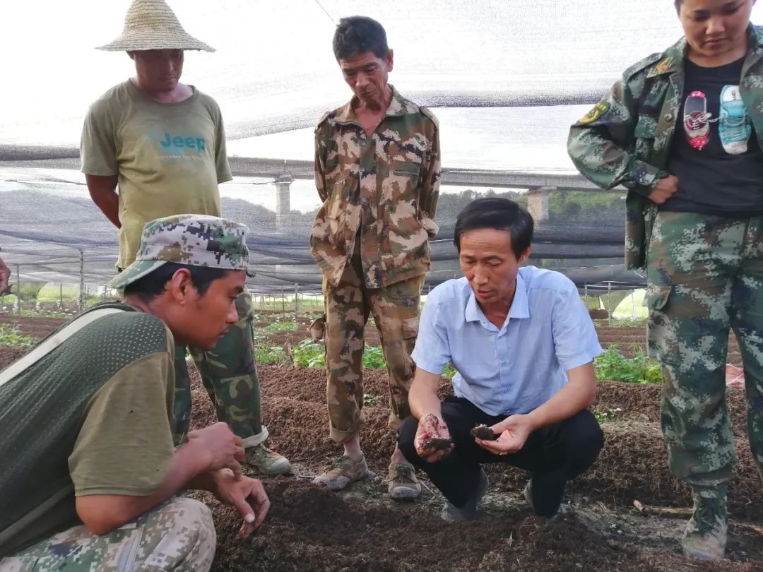 绿色种植致富伞_农村致富种植_致富伞种植绿色植物