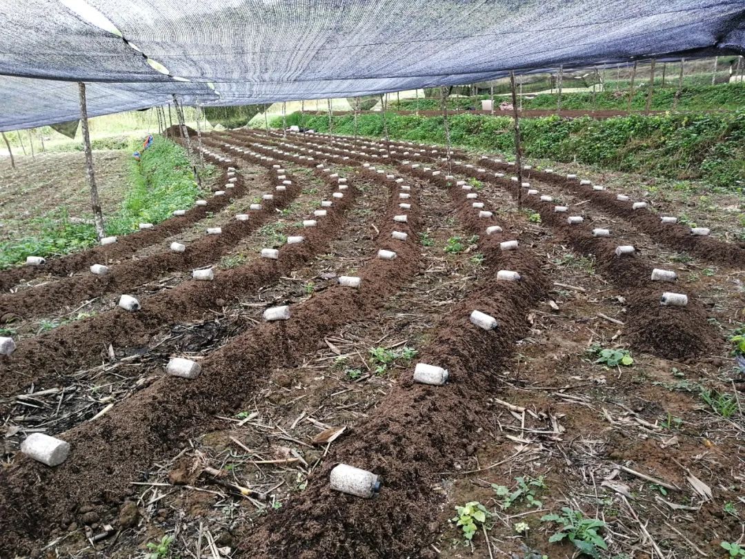 农村致富种植_绿色种植致富伞_致富伞种植绿色植物