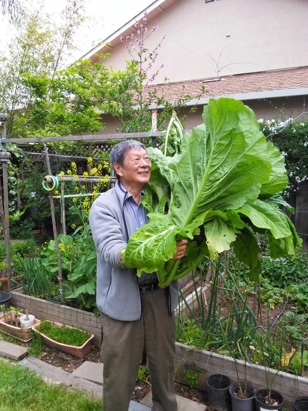 楼顶种西瓜需要多高的泥土_楼顶种植西瓜技术视频_楼顶西瓜种植与管理