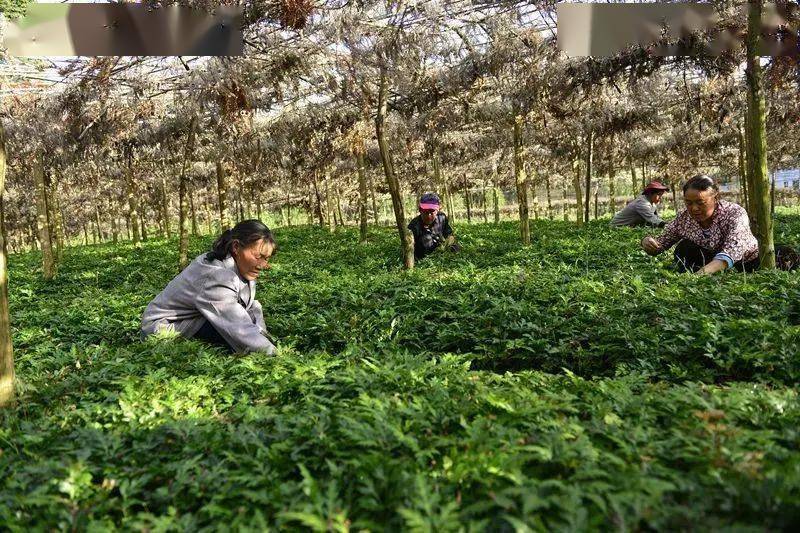 绿色种植致富伞_致富伞种植绿色植物视频_村民种植黑皮冬瓜致富