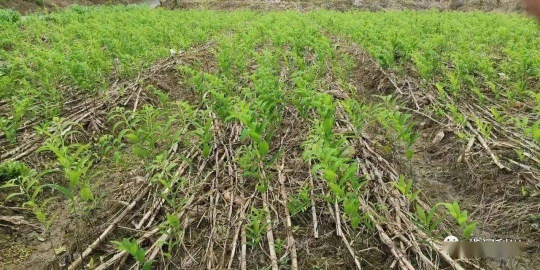 致富伞种植绿色植物视频_村民种植黑皮冬瓜致富_绿色种植致富伞