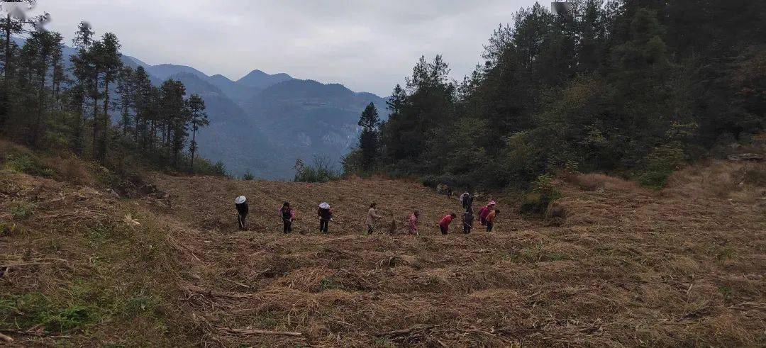 绿色种植致富伞_致富伞种植绿色植物视频_村民种植黑皮冬瓜致富