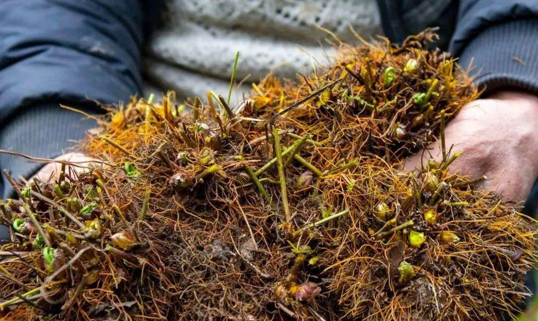 致富伞种植绿色植物视频_绿色种植致富伞_村民种植黑皮冬瓜致富