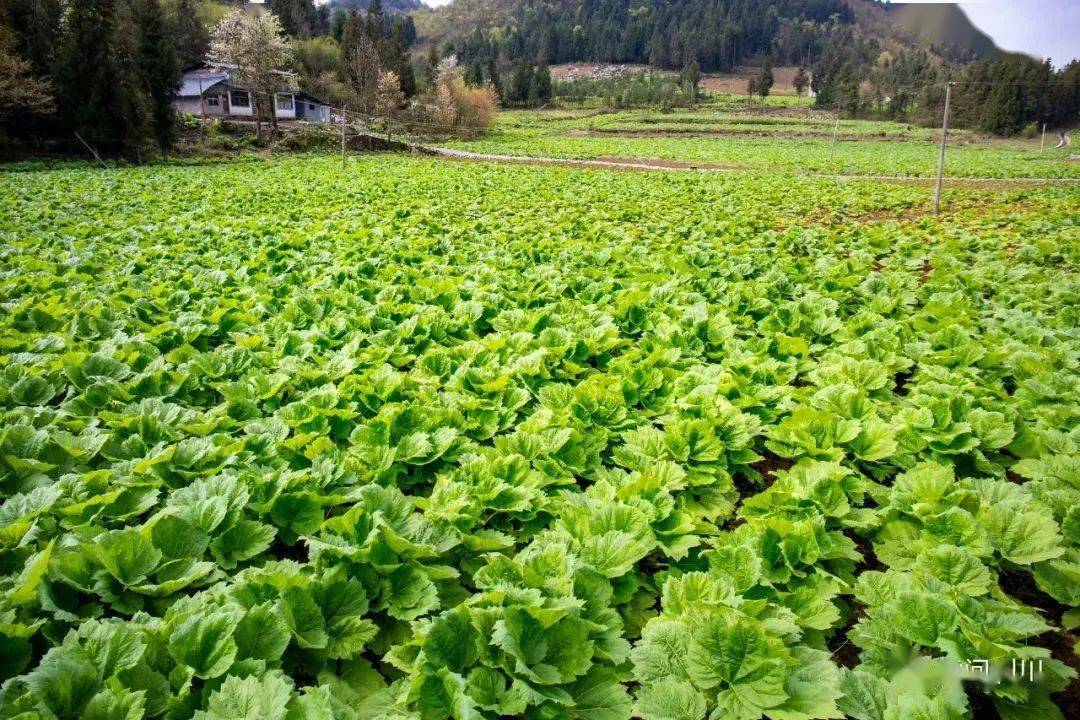 致富伞种植绿色植物视频_村民种植黑皮冬瓜致富_绿色种植致富伞