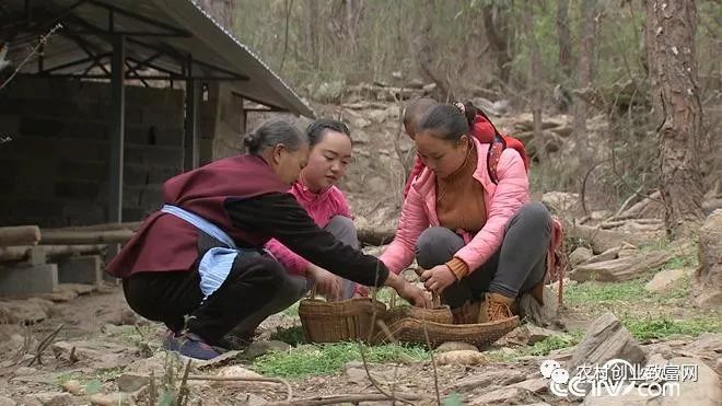 养殖管理豪猪技术要求_豪猪养殖技术与管理_豪猪养殖技术资料