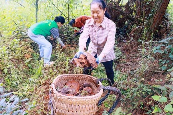 贵州镇远：灵芝喜获丰收 撑起乡村致富伞