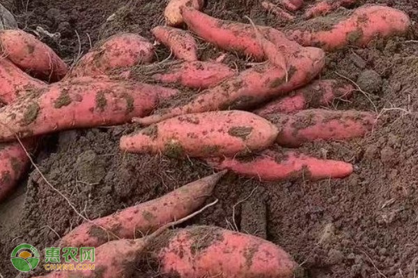 迷你红薯种苗哪里有卖_致富经种植红薯视频_迷你红薯种植致富