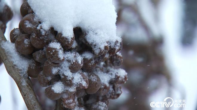 迷上冰天雪地里的丑葡萄