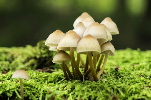 针金菇种植视频_怎样种植金针菇蘑菇_金针菇种植技术