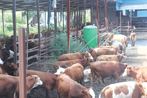 肉牛养殖成为农民致富强力引擎