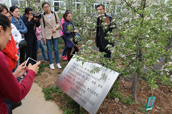 美国苹果种植面积_美国种植的密植苹果技术_国外苹果种植技术视频