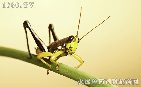 蝗虫为什么会蜕皮