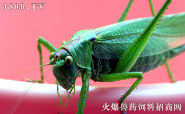 蝗虫为什么会蜕皮