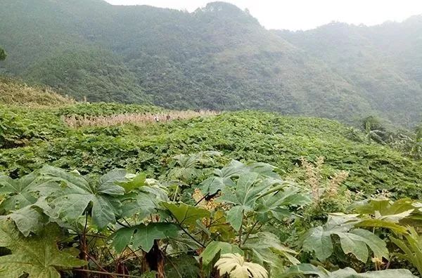 通草种植亩产利润_种植通草致富_通草栽培技术及亩产量