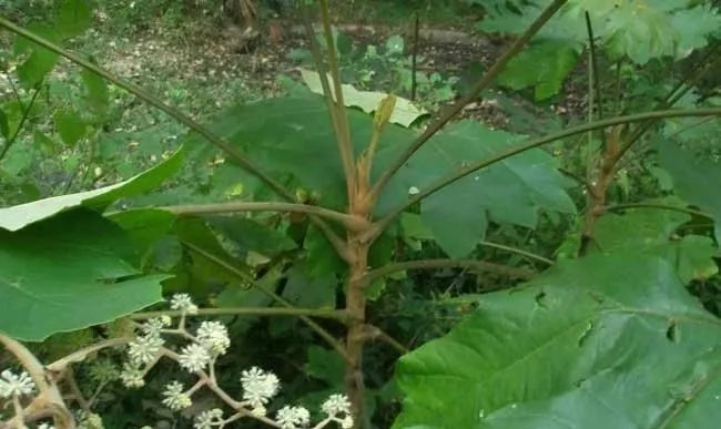 种植通草致富_通草栽培技术及亩产量_通草种植亩产利润