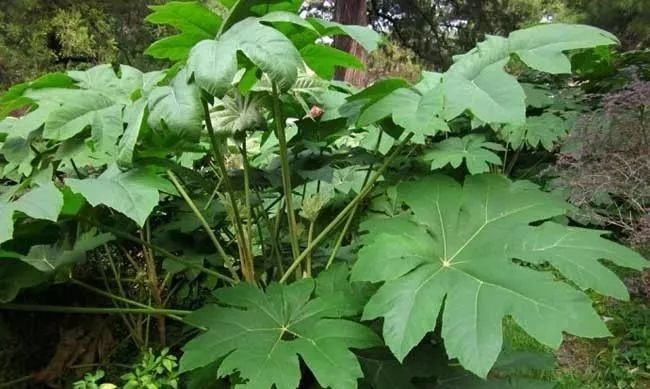 通草栽培技术及亩产量_种植通草致富_通草种植亩产利润