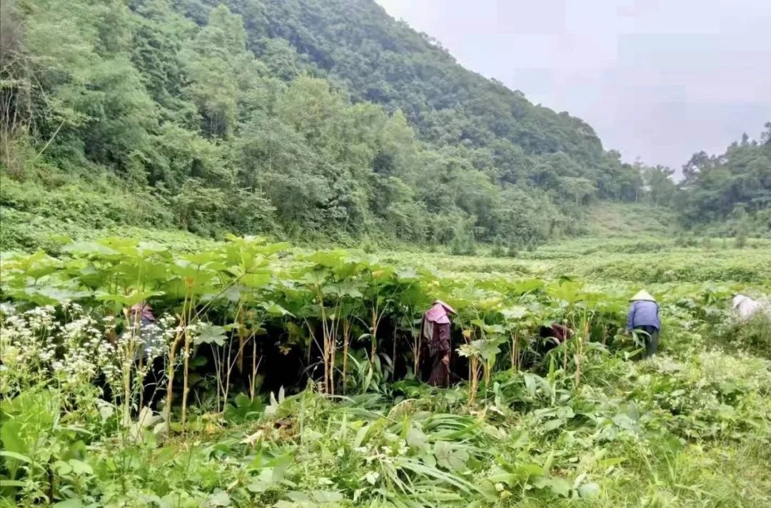 通草栽培技术_种植通草致富_通草种植亩产利润