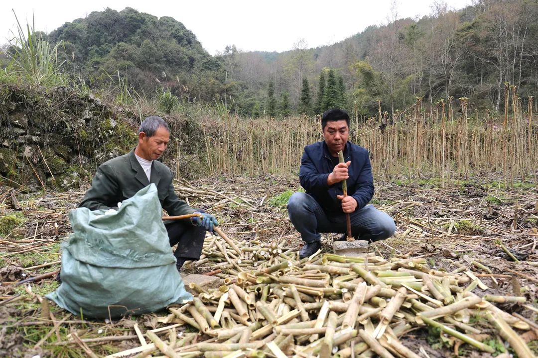 通草种植亩产利润_通草栽培技术_种植通草致富