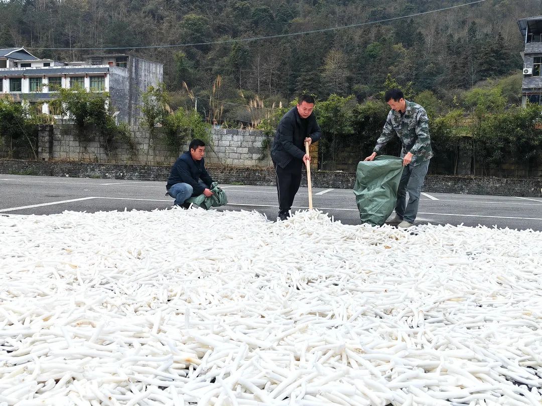 通草种植亩产利润_通草栽培技术_种植通草致富