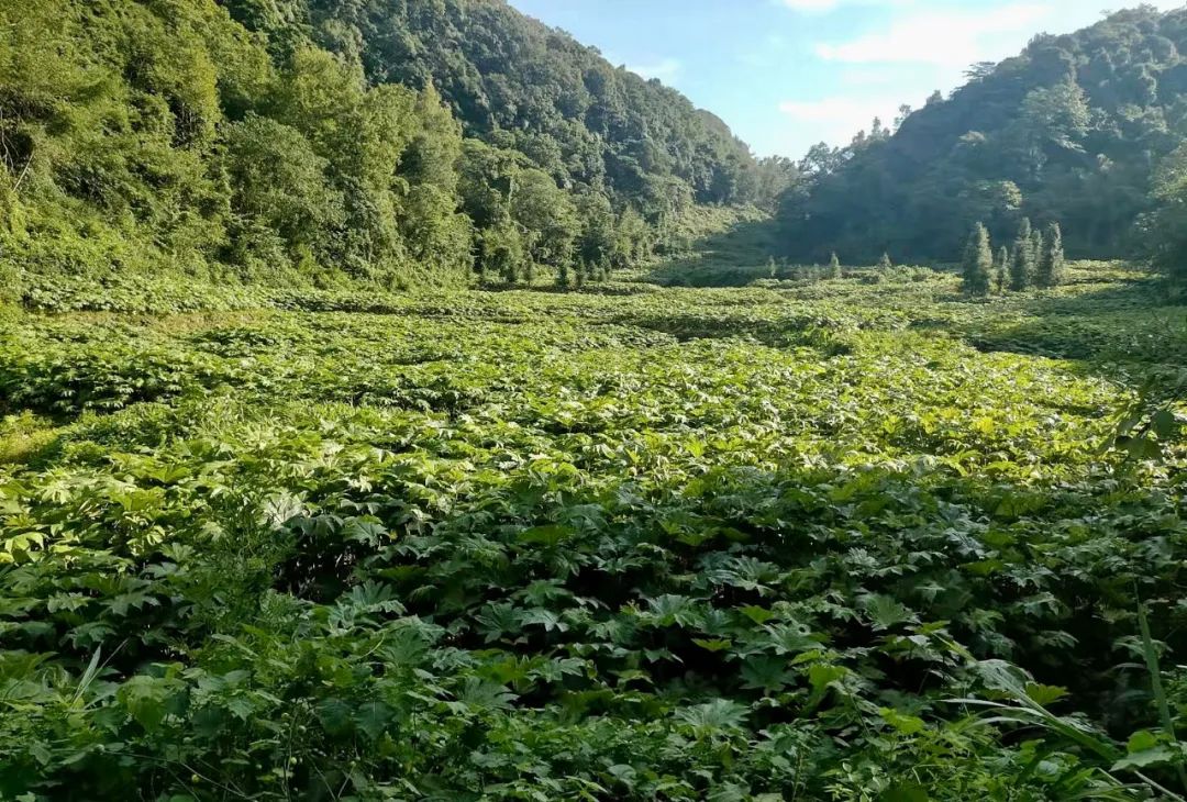 通草栽培技术_种植通草致富_通草种植亩产利润