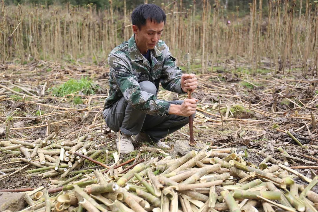 通草栽培技术_种植通草致富_通草种植亩产利润