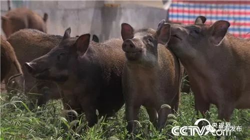 致富经那些野味大全_致富经特种野猪_致富经野鸡