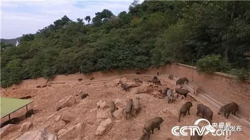 致富经那些野味大全_致富经野鸡_致富经特种野猪