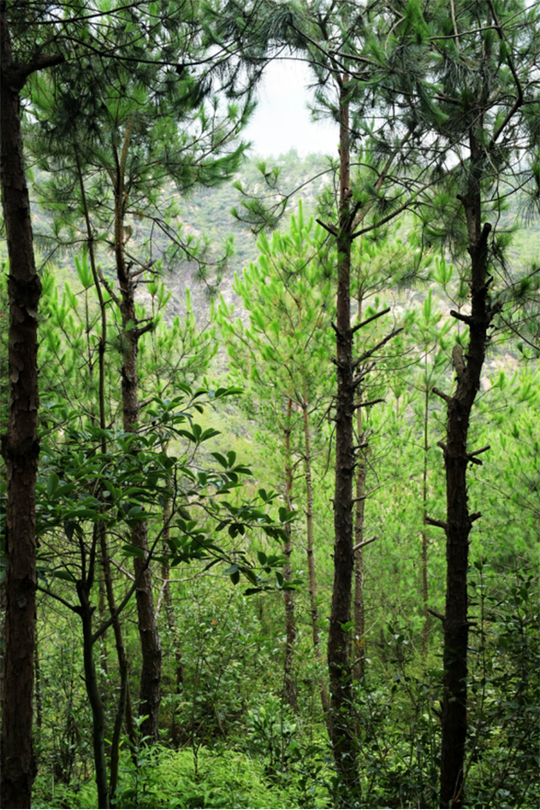 竹林养鸡_致富经竹鸡养殖_致富经竹林养鸡