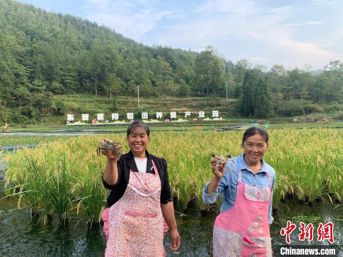 致富经大闸蟹_致富经大闸蟹养殖视频_大闸蟹致富经