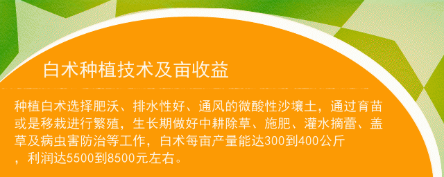 白术种植技术及亩收益