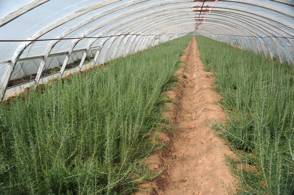 湖南枸杞种植基地_枸杞湖南种植技术视频_枸杞湖南怎么种植技术