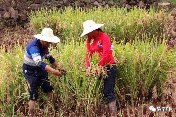 致富养殖稻田视频_稻田养殖项目_稻田养殖致富