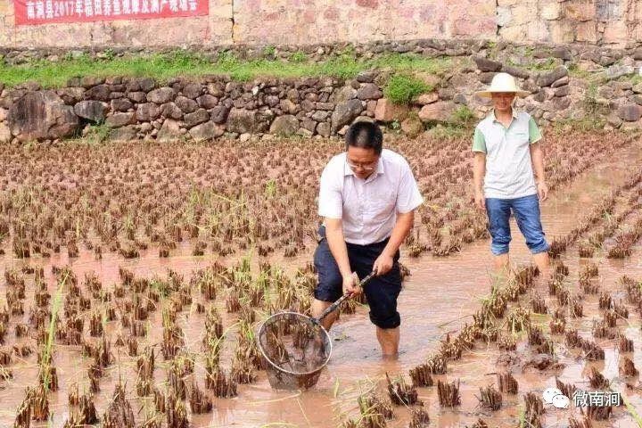 稻田养殖项目_致富养殖稻田视频_稻田养殖致富