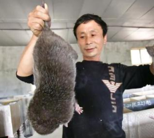 食用老鼠养殖技术_食用老鼠养殖技术_食用老鼠养殖技术