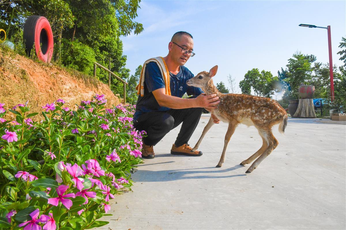 致富鹿的养殖_致富经养鹿八年五万变百万_致富经鹿