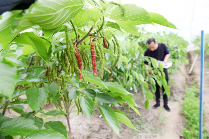 种植桑葚赚钱吗_桑葚养殖致富吗_致富养殖桑葚好吗