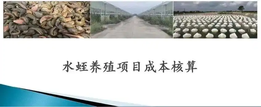 网箱养水蛭多久清理一次_网箱养水蛭养殖技术_水蛭网箱养殖用多大目的