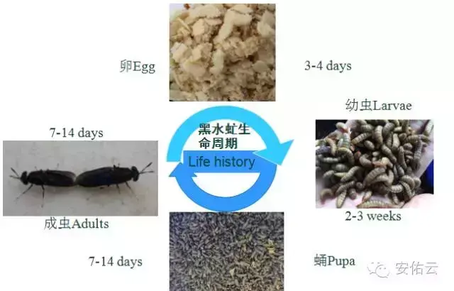 养殖大麦虫致富_养殖大麦虫需要多少投资_养殖大麦虫效益如何