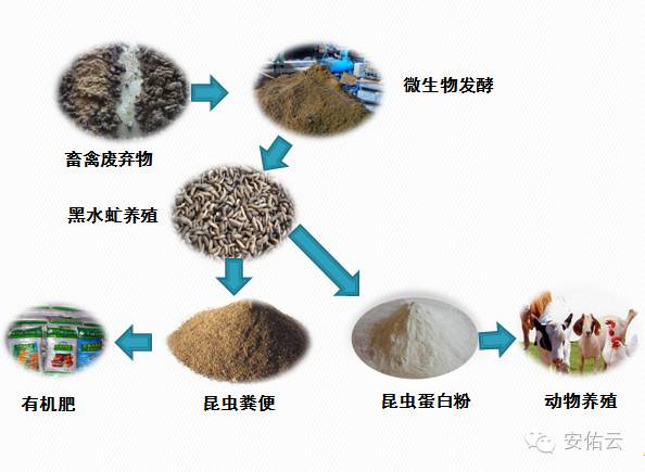 养殖大麦虫致富_养殖大麦虫需要多少投资_养殖大麦虫效益如何