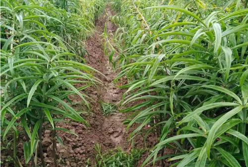 重庆黄精种植致富_重庆黄精种植致富_重庆黄精种植致富