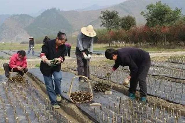 种植花卉需要什么条件_种花的技术叫什么_无花菓种植技术