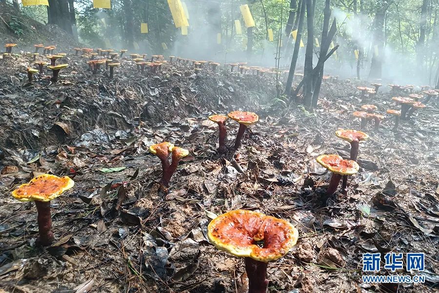 重庆黄精种植致富_重庆黄精种植致富_重庆黄精种植致富