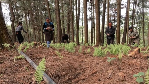 开荒种果树政府怎么补贴_开荒种植致富果_种植致富业