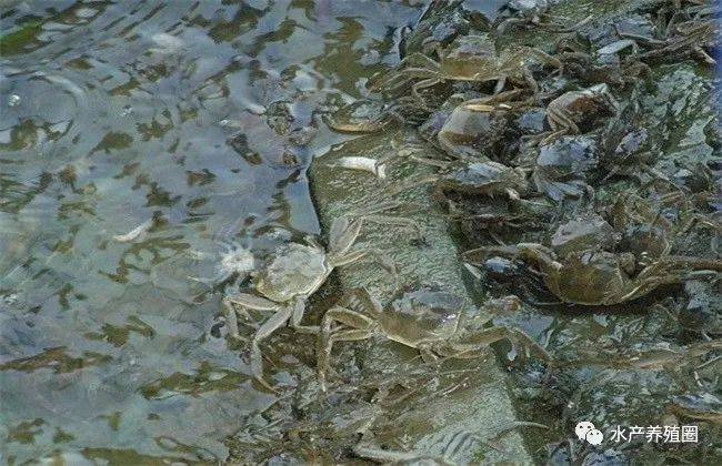 黄鳝养殖致富_致富经 黄鳝繁殖_致富繁殖黄鳝视频