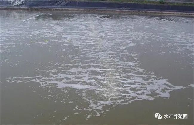 黄鳝养殖致富_致富经 黄鳝繁殖_致富繁殖黄鳝视频