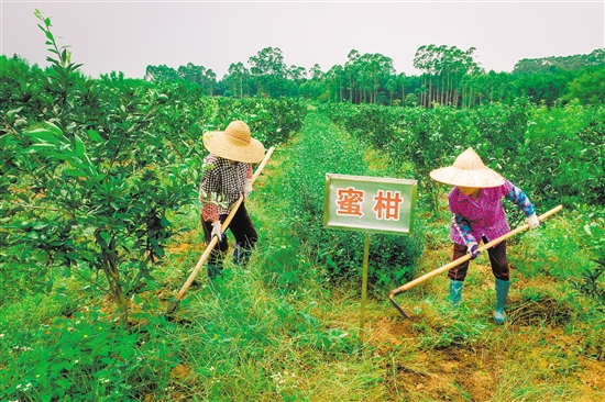 开平市沙塘镇以柑橘种植带动贫困户“家门口”就业 让“扶贫柑”结出“致富果”