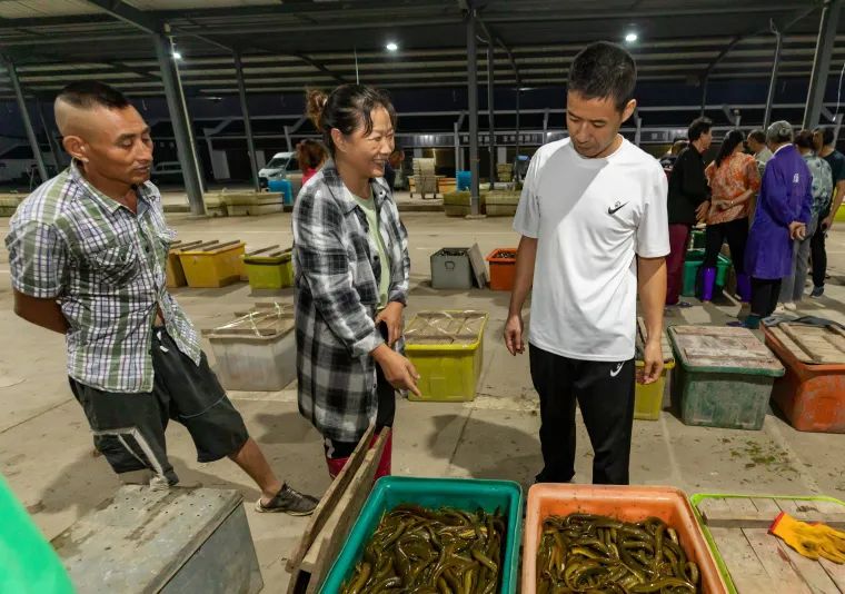 黄鳝养殖致富_致富经 黄鳝繁殖_致富繁殖黄鳝视频